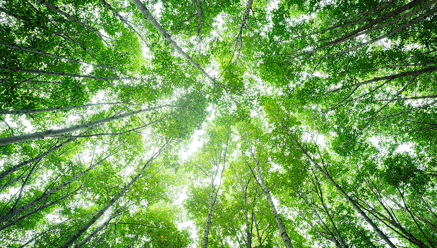 Environmental thumbnail